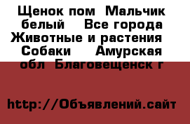 Щенок пом. Мальчик белый  - Все города Животные и растения » Собаки   . Амурская обл.,Благовещенск г.